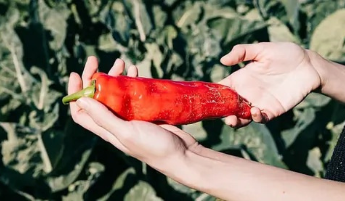 Lada Merah - Capsaicin anti-radang
